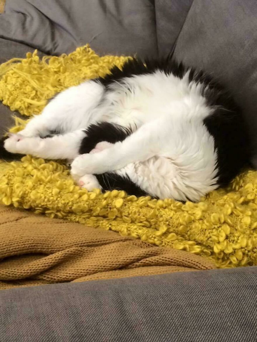 A fluffy, cute, and derpy pet cat, black and white, curled up on a yellow blanket.