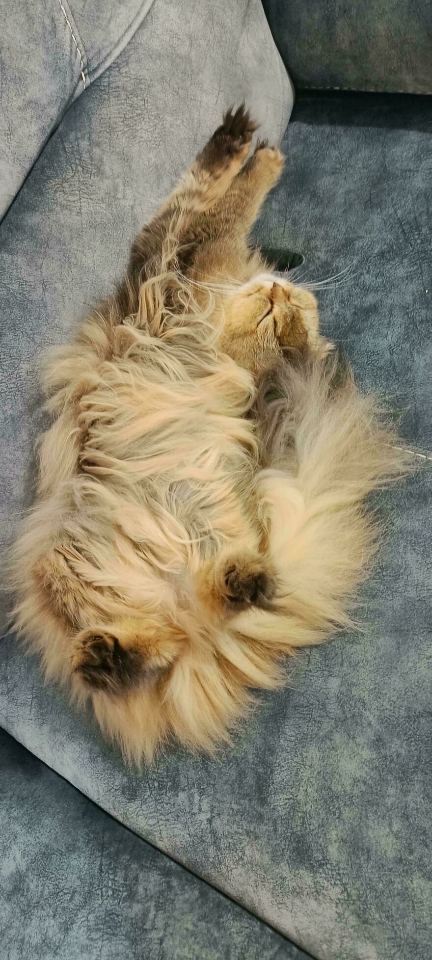 A fluffy, derpy pet cat lies on its back on a grey sofa, looking very relaxed and cute.