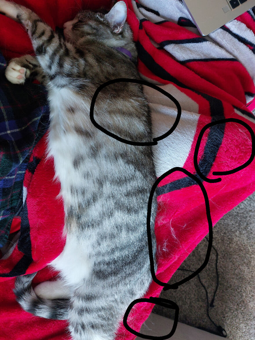 A sleeping tabby cat on a red blanket, with circled areas of fur, looking like a cute derpy pet.