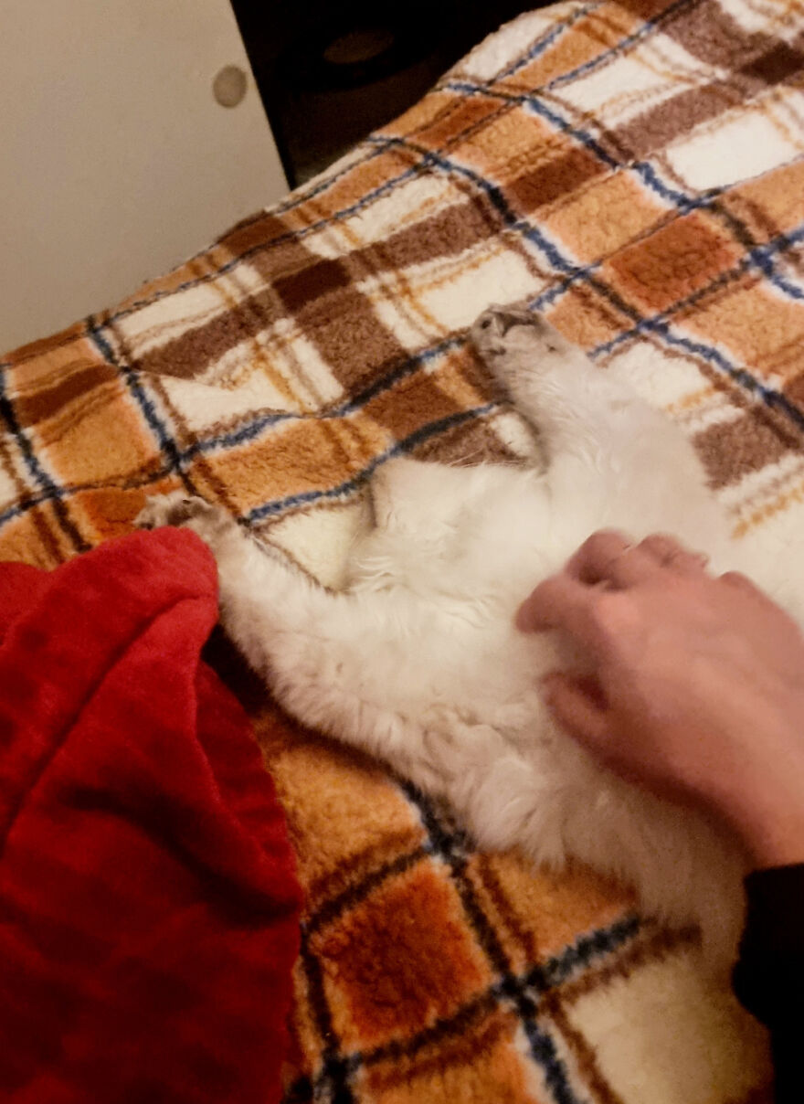 A person petting a fluffy white cute derpy pet cat lying on a plaid blanket, looking assembled wrong.