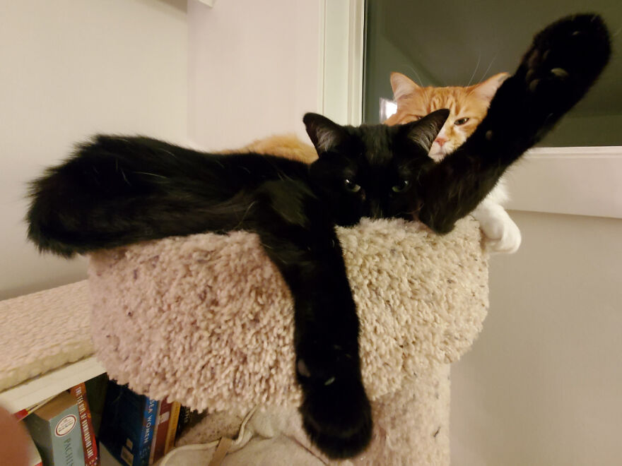 A cute derpy black cat with an orange cat behind it, lounging on a cat tree, looking assembled wrong.
