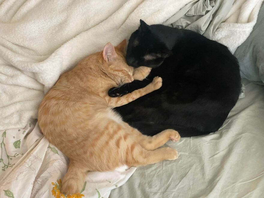 Two cute derpy pets, an orange and a black cat, cuddling together on a white blanket.