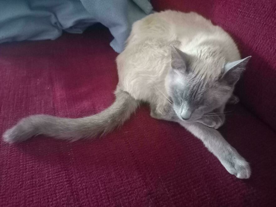 A contorted cute derpy pet cat stretched out on a red sofa, looking like it was assembled wrong.