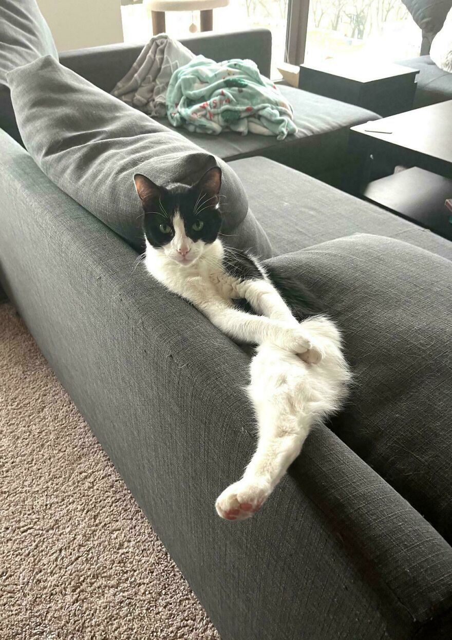 A black and white cat reclining on a grey couch with its legs crossed, a cute and derpy pet.