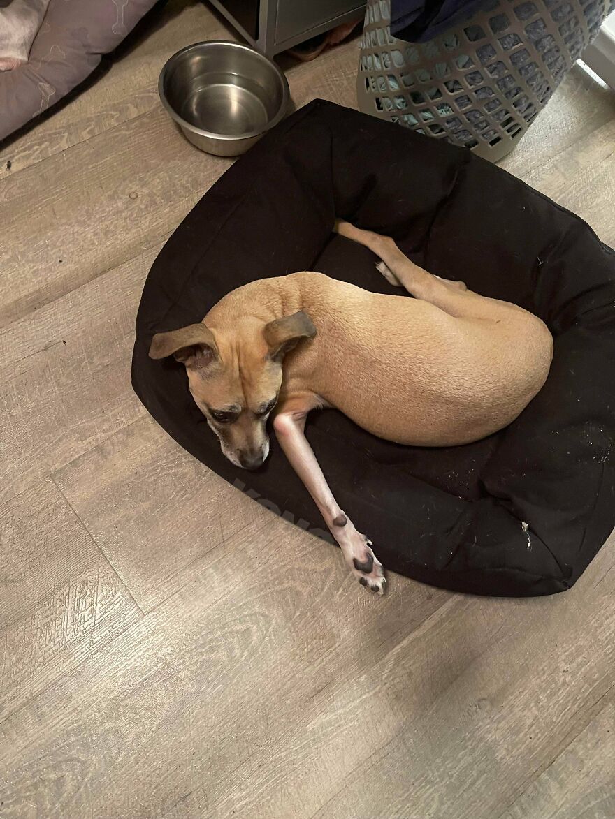 A small, light brown dog lying awkwardly on a black dog bed, a cute and derpy pet.