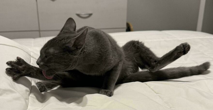 A cute, derpy pet cat grooming itself in a contorted pose, looking like it was assembled wrong.