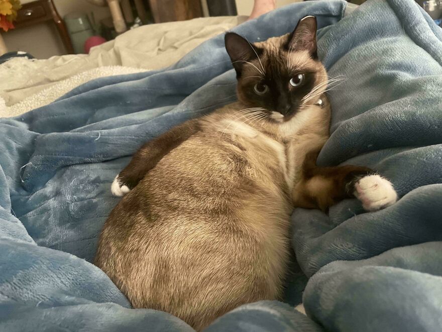 A cute, derpy pet cat resting on a blue blanket, looking like it was assembled wrong.