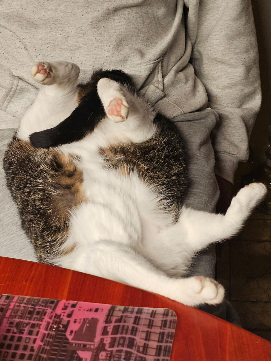 A cute, derpy pet cat curled up on a persons lap, looking like it was assembled wrong.
