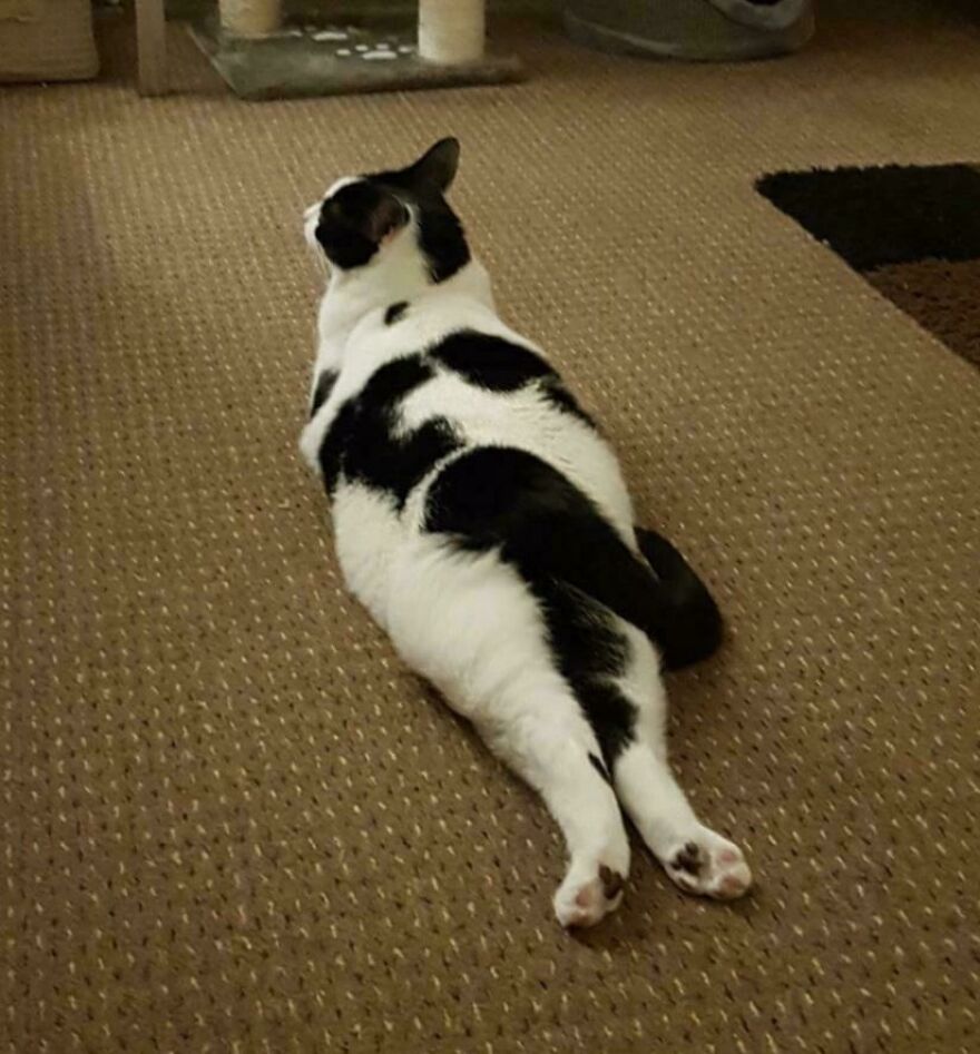 A black and white cute pet cat lies stretched out on a carpet, displaying its derpy posture from behind.