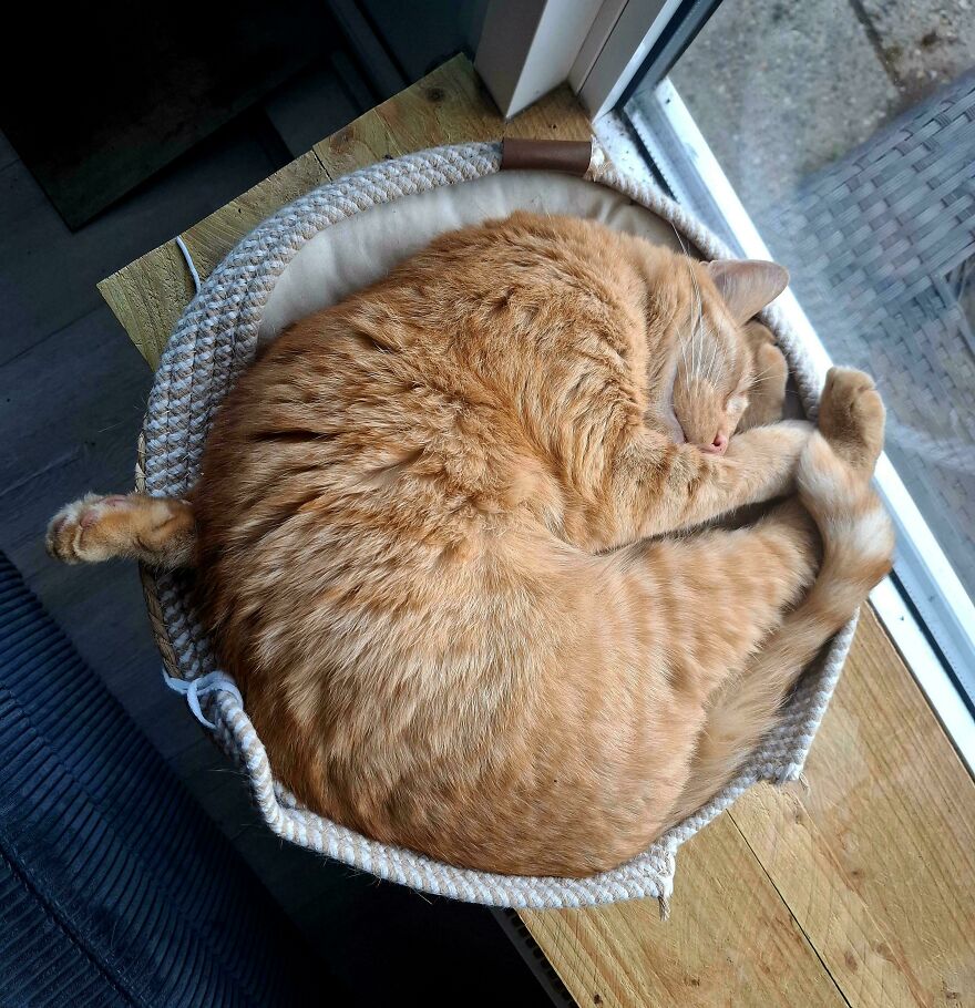 An orange, cute pet cat is curled up tightly in a basket by a window, looking derpy and peaceful.