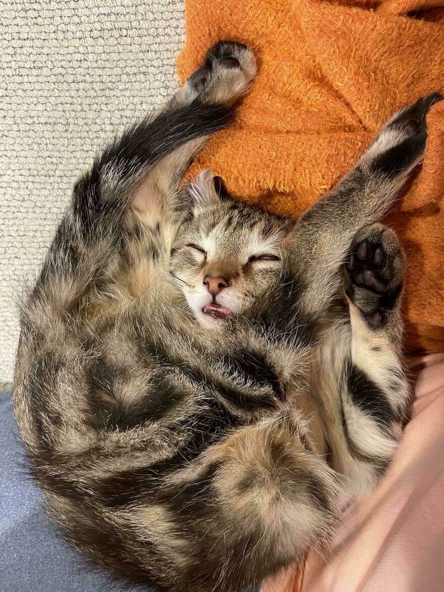 A striped, cute pet kitten, looking derpy, is curled up asleep with its tongue slightly out.