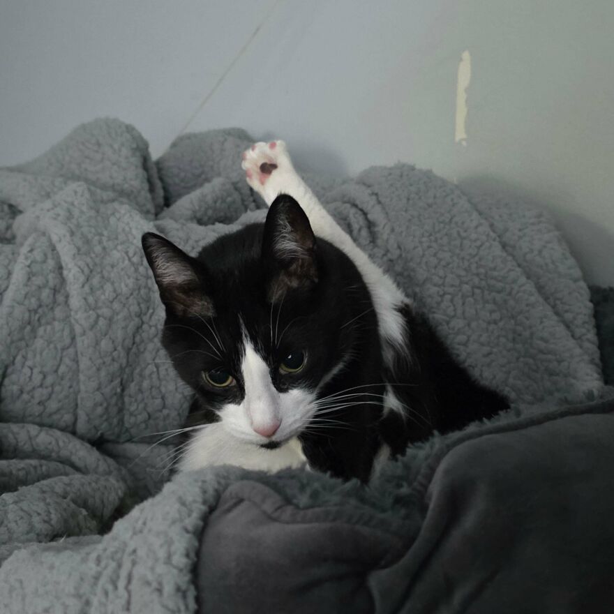 A black and white cat with one white paw sticking up, a cute and derpy pet that looks assembled wrong.