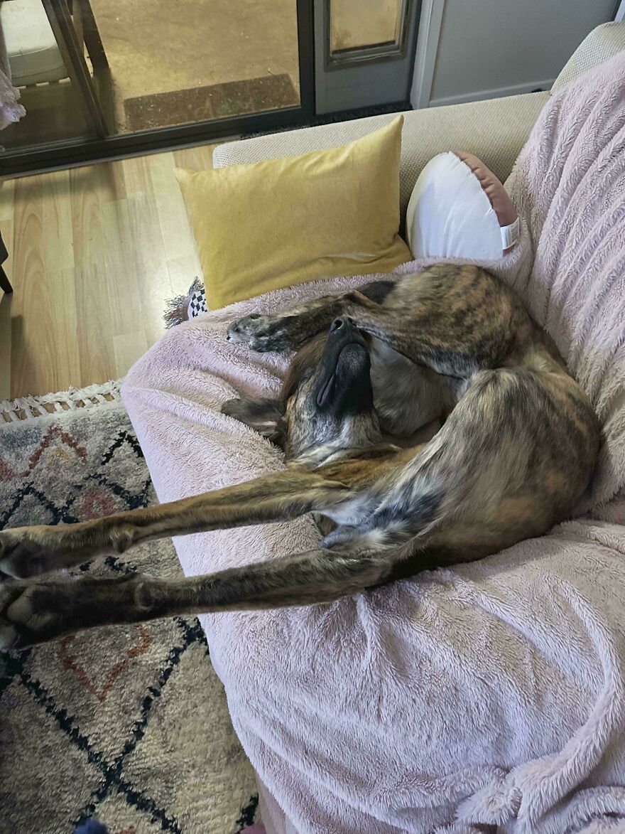A brindle dog twisted in a contorted position on a pink blanket, a truly derpy pet that looks assembled wrong.