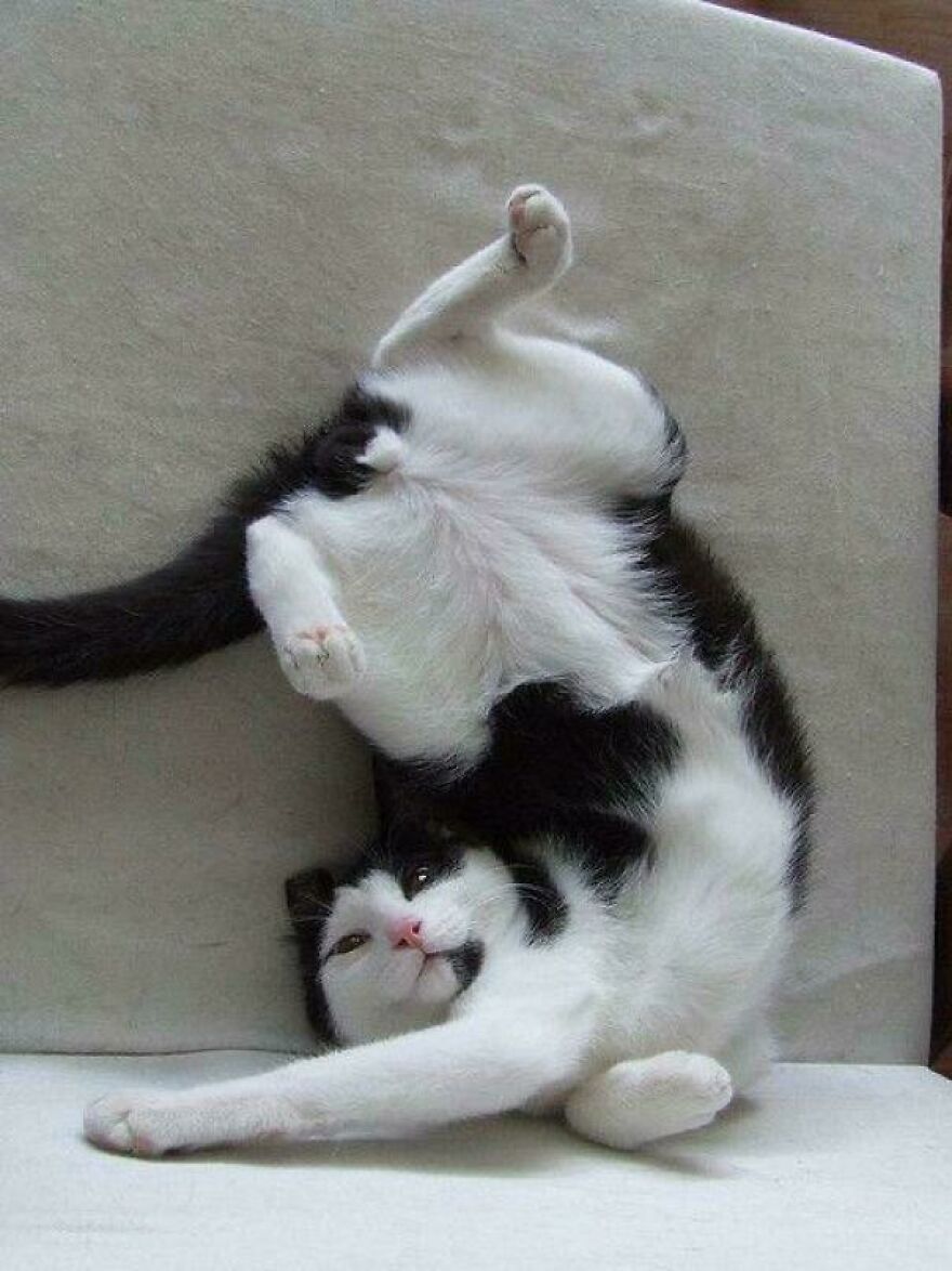 A black and white cat, a derpy pet, lies upside down with its paws in the air, looking cute and playful.