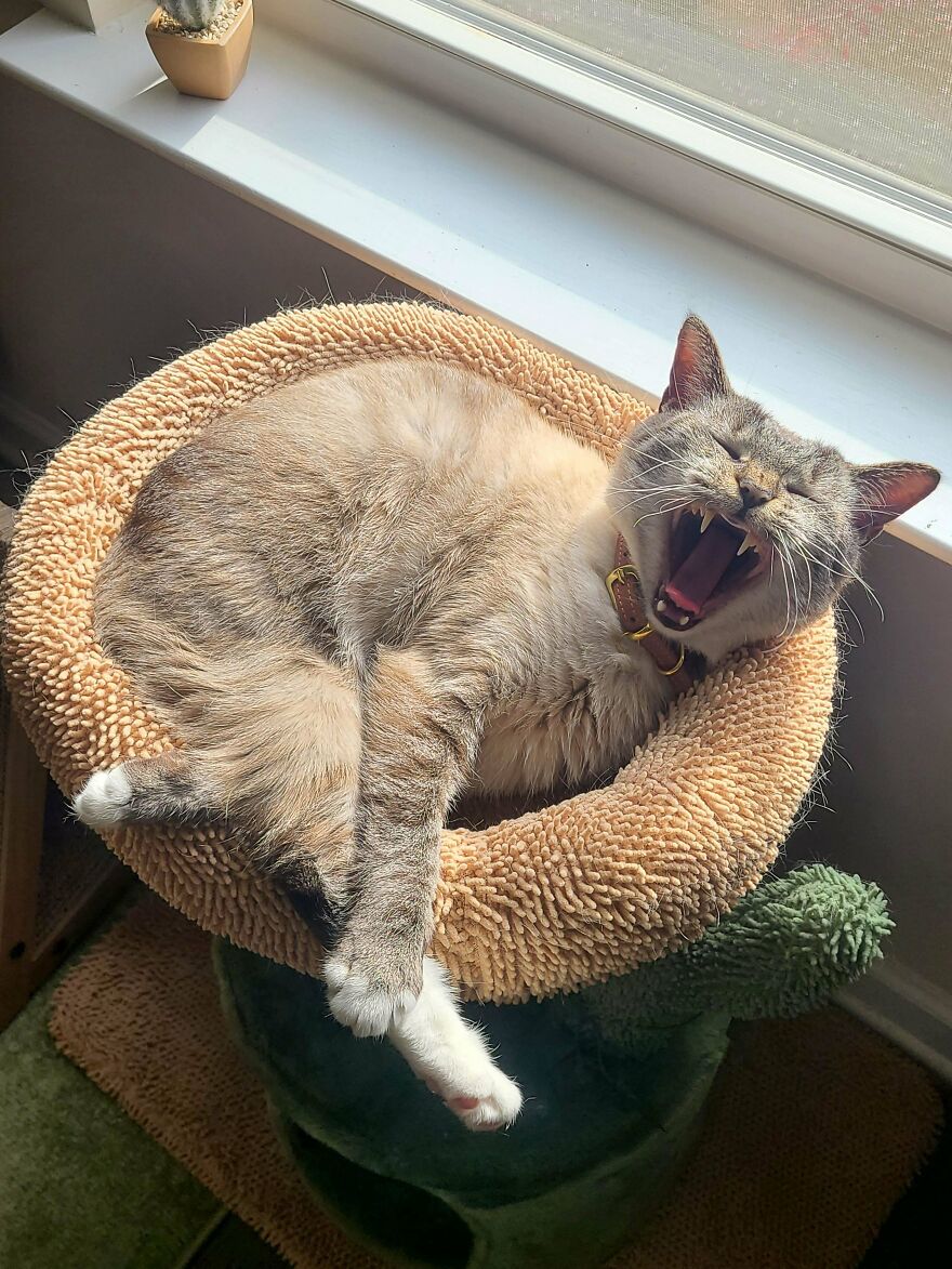 A cute and derpy pet cat yawns widely while lounging in a round, soft cat bed, its paws dangling out.