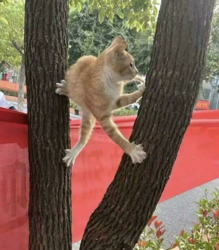 An orange cat, a derpy pet, awkwardly stretches between two tree trunks, looking like it was assembled wrong.