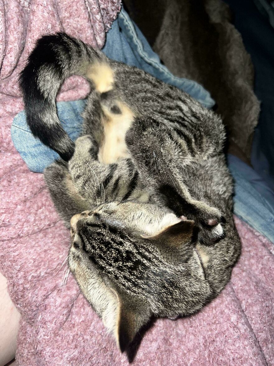 A cute and derpy tabby cat lies curled up on a pink blanket, appearing playfully disoriented.