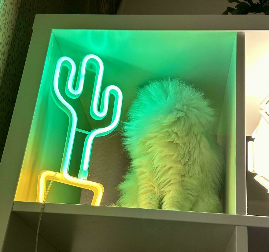 A fluffy white pet cat with green hues sits next to a neon cactus light, looking cute and derpy.