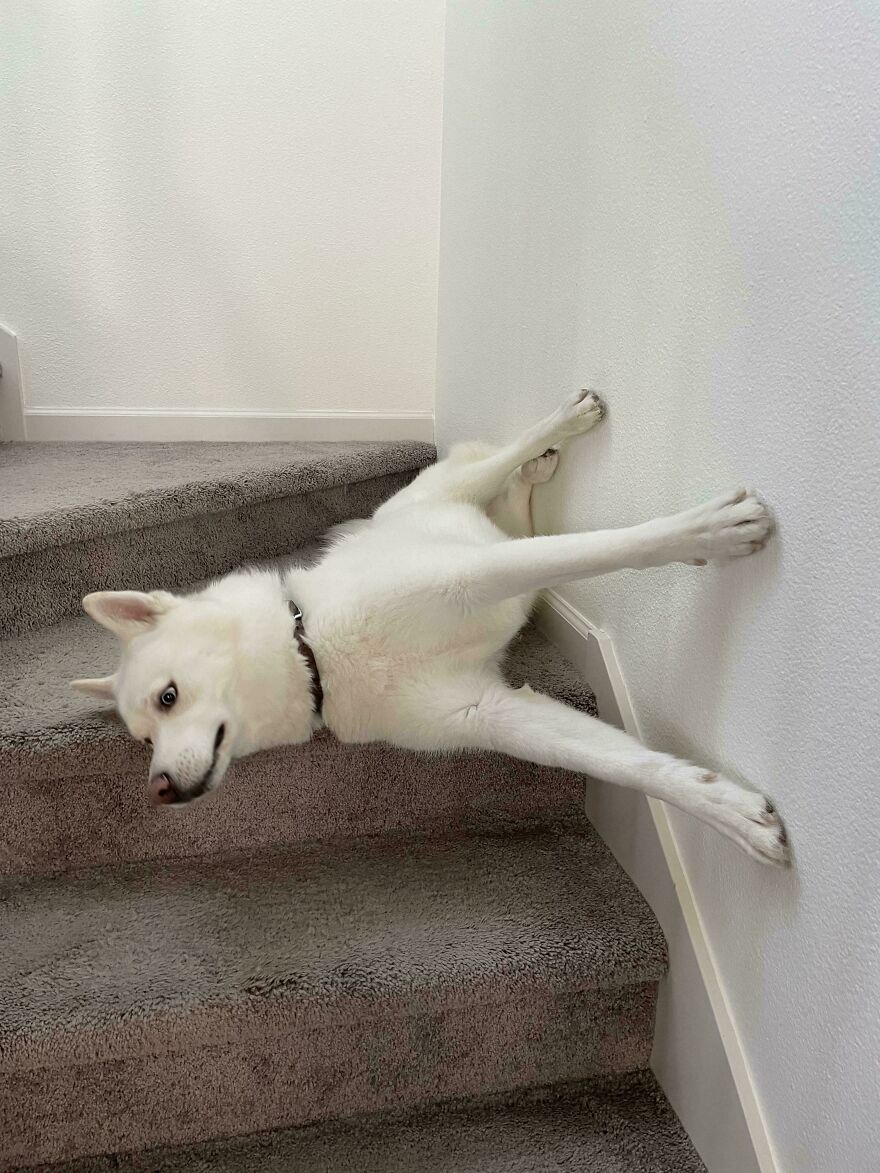 A cute, derpy pet, a white dog, lying stretched out across carpeted stairs, bracing its paws against the wall.