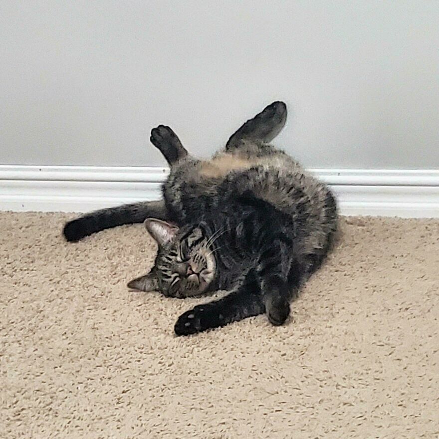 A cute, derpy pet, a tabby cat, lying on its back on a carpeted floor with its legs splayed out oddly.