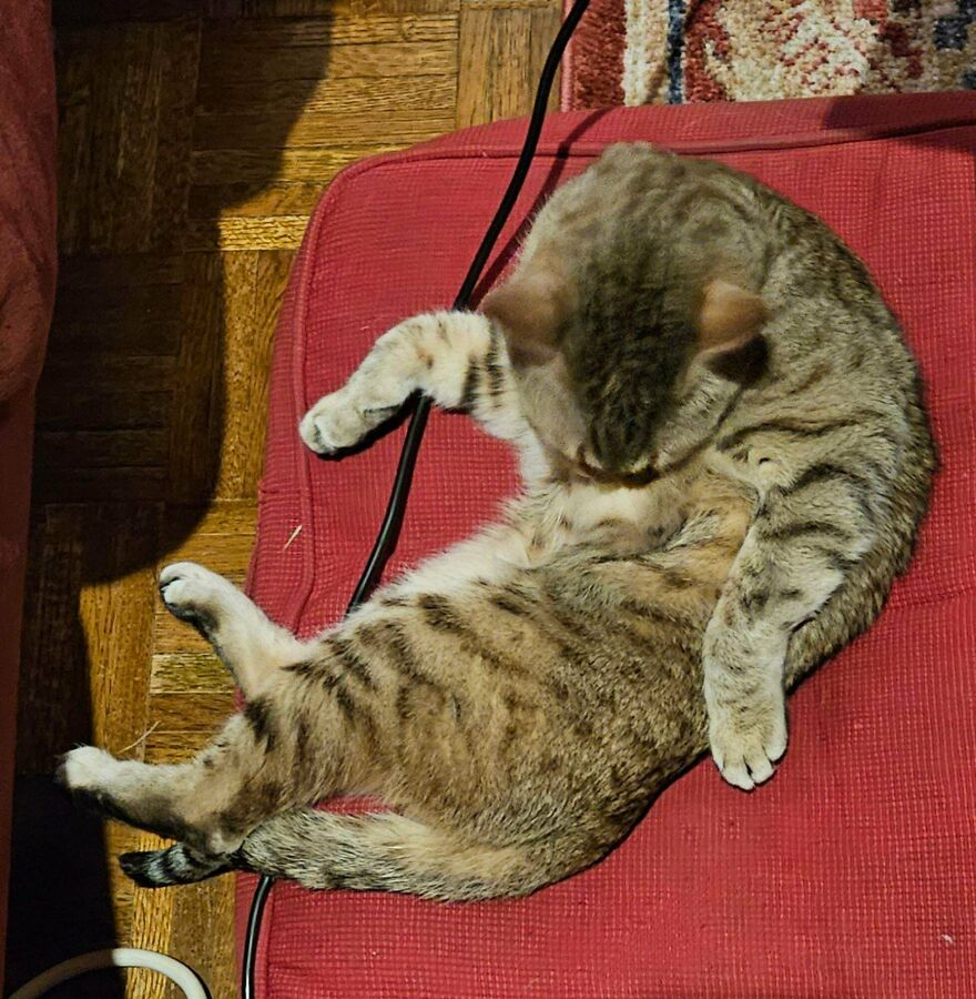 A cute, derpy pet, a tabby cat, sitting upright on a red cushion, licking its side in an awkward pose.