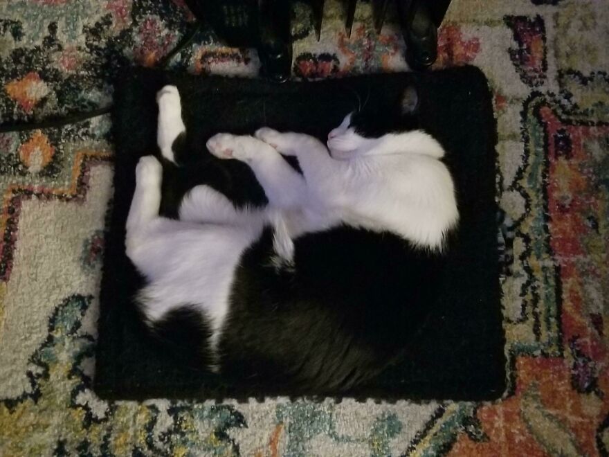 A cute, derpy pet, a black and white cat, curled up in a perfect circle on a black mat.