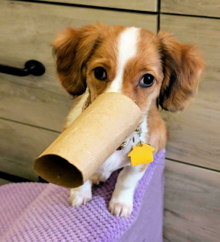 A cute, derpy pet, a small brown and white dog, with a cardboard tube on its nose, looking up with big eyes.