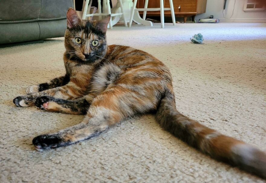 A cute pet tortoiseshell cat lies on a beige carpet with its back legs splayed out, looking derpy and assembled wrong.