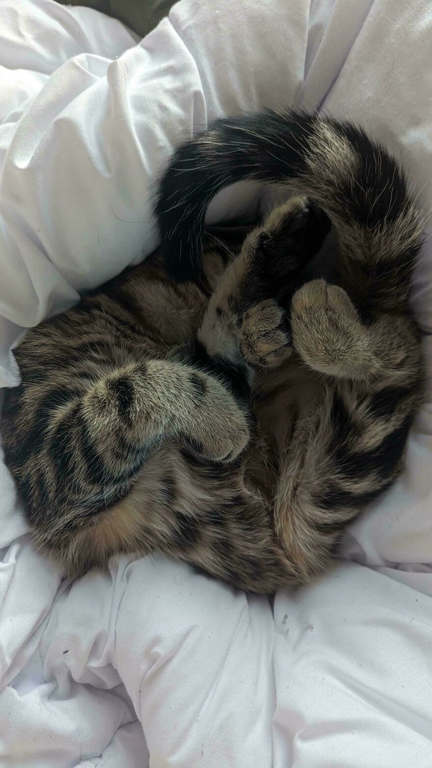 A cute pet cat, a tabby, curled up on white sheets, looking derpy and assembled wrong.
