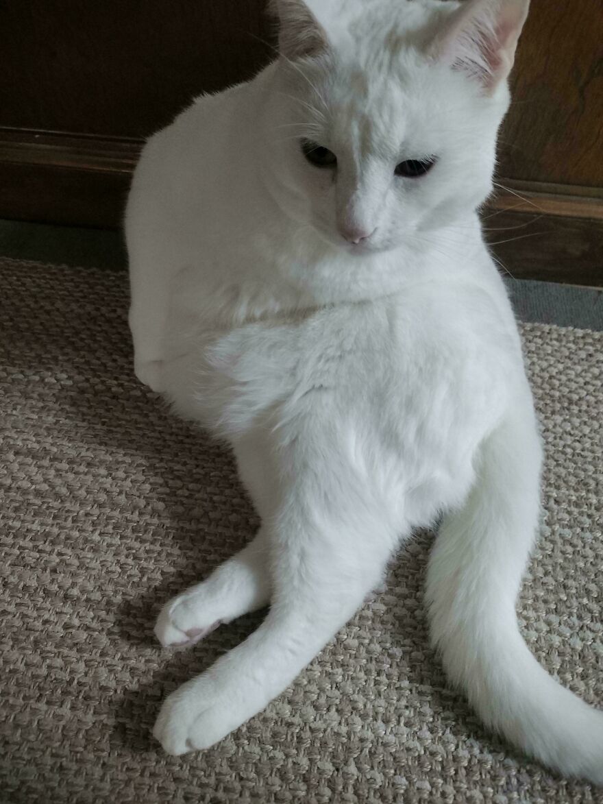 A white, cute pet cat sits on a rug with its legs in an awkward position, appearing derpy and assembled wrong.