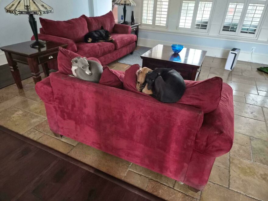Three derpy pets, two dogs and one cat, are curled up on a red sofa, looking like they were assembled wrong.