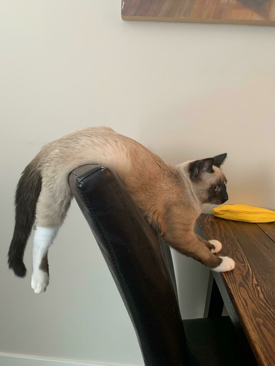 A cute pet cat draped over the back of a chair looking derpy and assembled wrong.