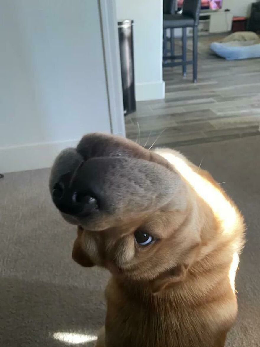 A golden dog with its head tilted back, showing off its jowls, a very derpy pet that looks assembled wrong.