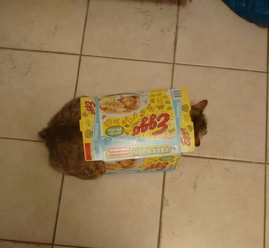 A tabby cat with an Eggo waffles box around its body, a derpy pet that looks like it was assembled wrong.