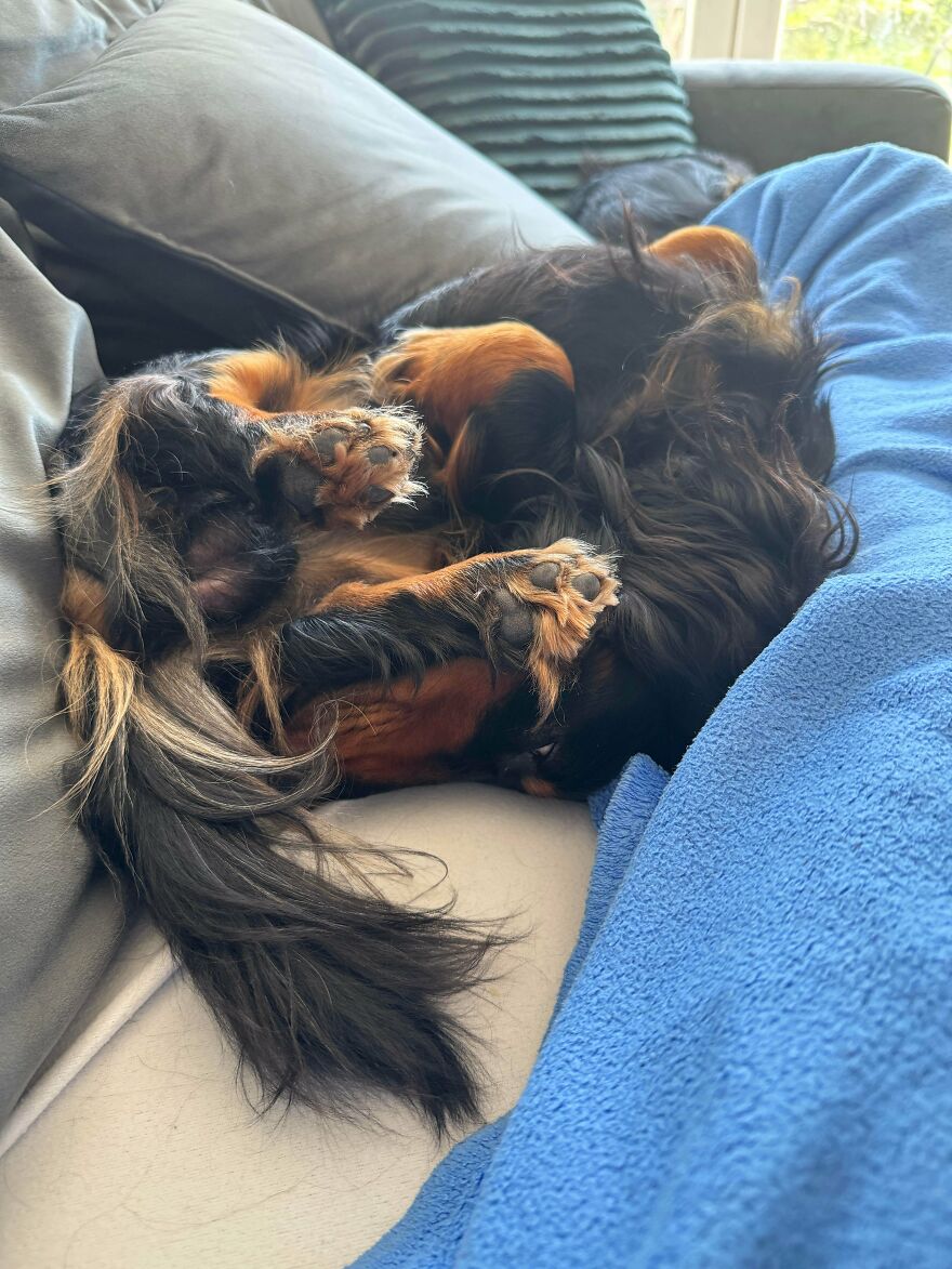 A long-haired dachshund curled up in a ball on a blue blanket, a cute and derpy pet that looks assembled wrong.