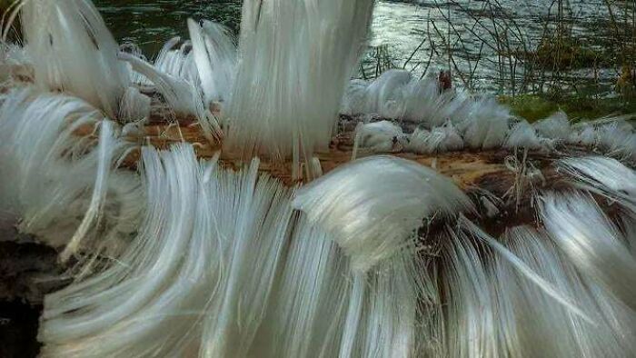 Hair Ice Is A Cool And Rare Natural Phenomenon