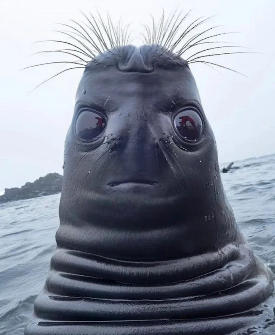 A seal's head poking out of the water with wide eyes and spiky whiskers, creating a mildly amusing expression.
