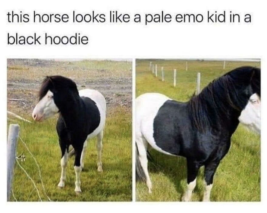 A black and white horse resembling a pale emo kid in a black hoodie, a mildly amusing sight in a grassy field.