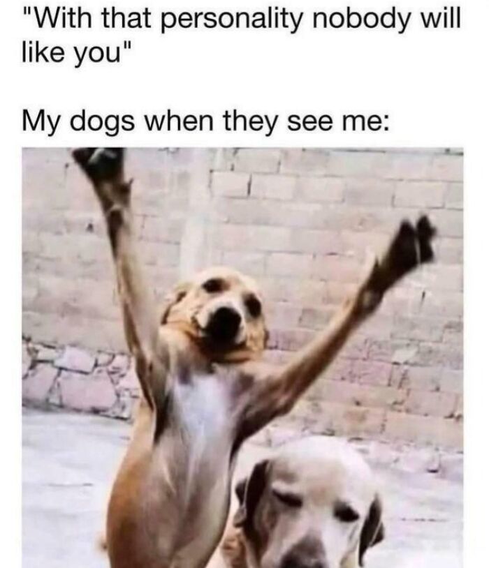 Two dogs, one with its front paws raised high, looking excited. This ancient meme still cracks people up.