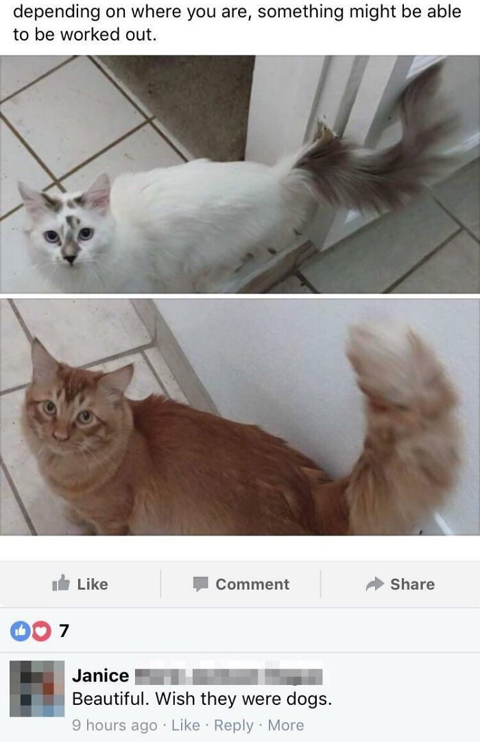 Elderly people hilariously comment that they wish two beautiful cats were dogs on the internet.