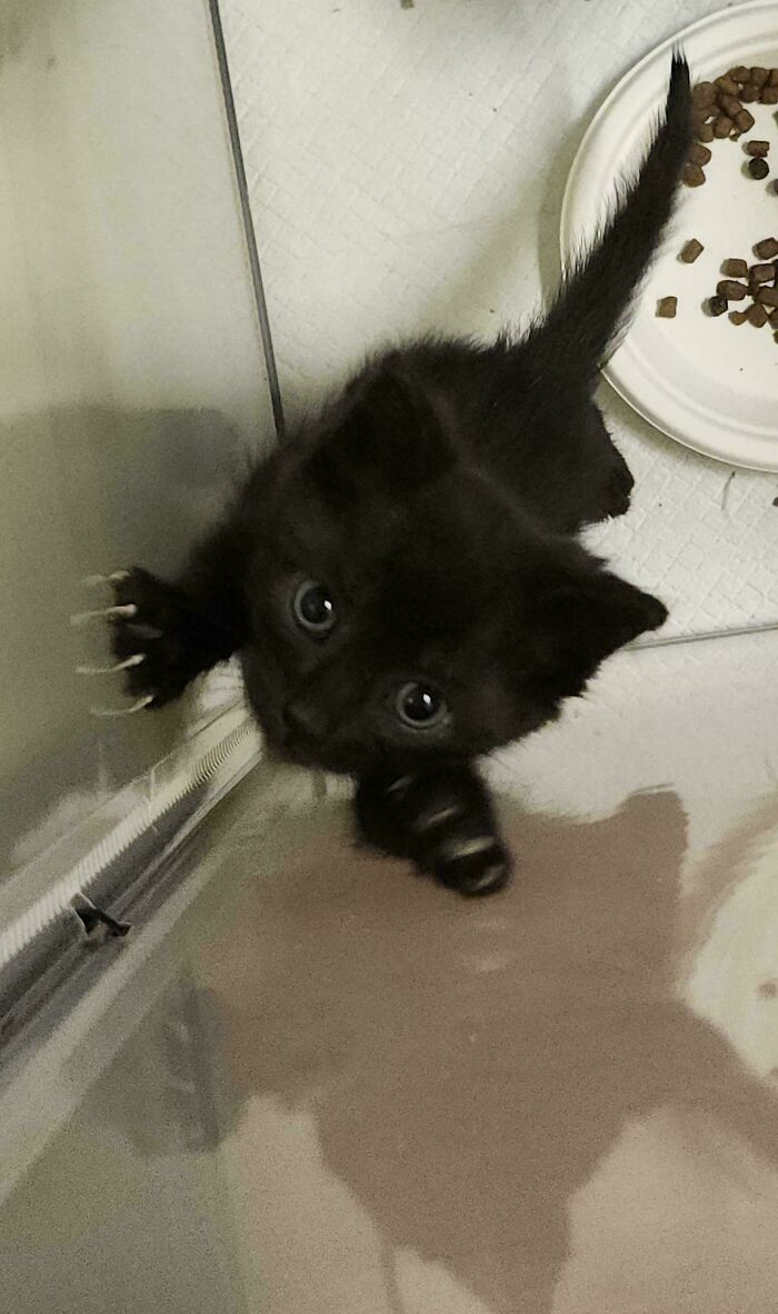 A black kitten looking up with its cat claw digging into a glass door.