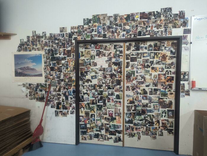 Wall covered in photos of dogs, a surprisingly simple yet genius idea to solve everyday problems.