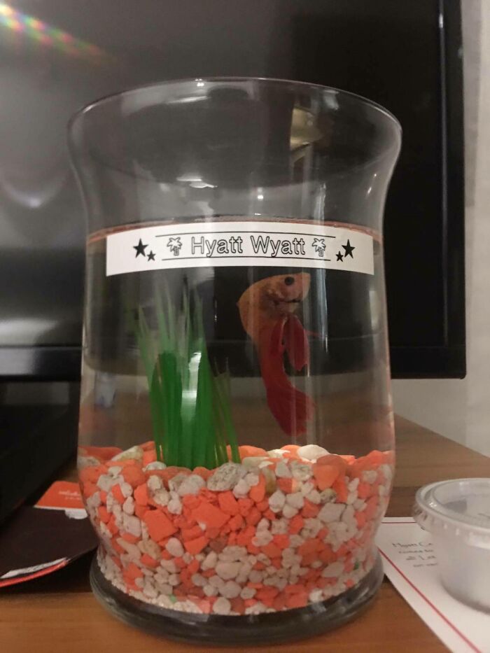 A betta fish in a glass vase with Hyatt Wyatt label, a surprisingly simple idea solving everyday problems.