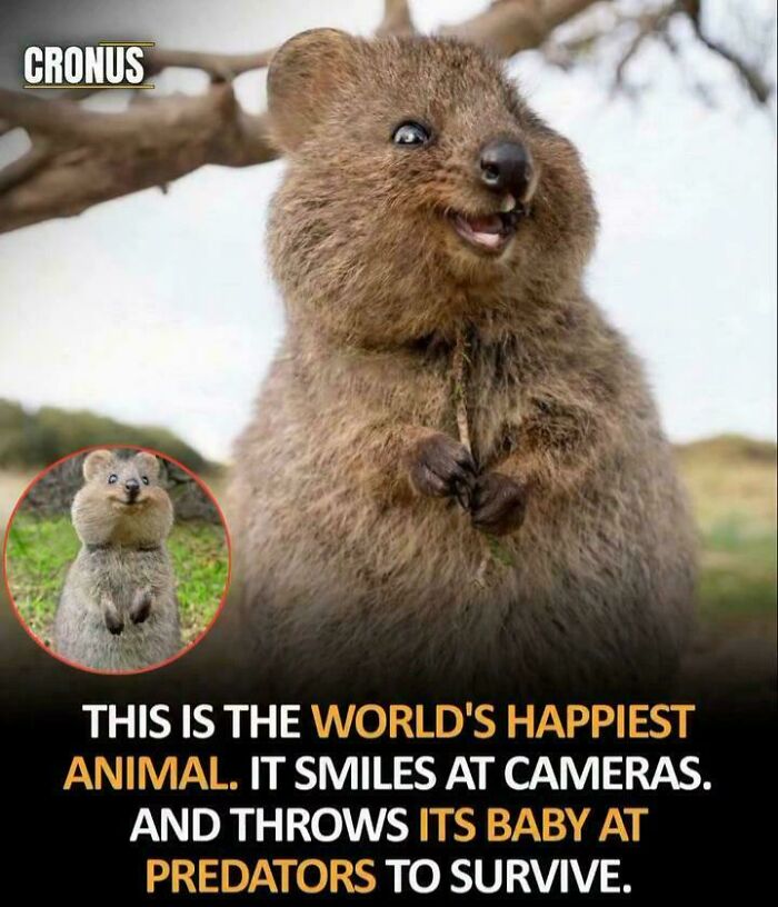 An image of a quokka, described as the happiest animal that throws its baby at predators, an unhinged claim.