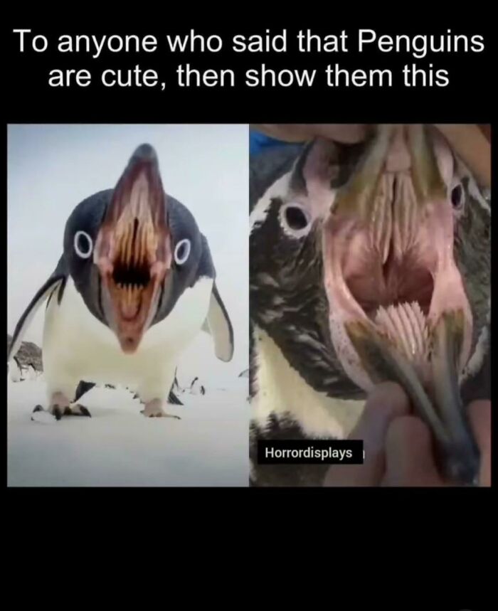 A blursed meme showing a penguin with a surprisingly terrifying mouth, making it a scary and funny image.