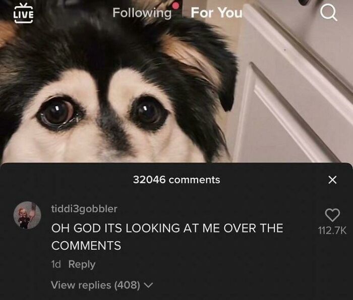 A close-up Blursed meme of a dog's wide-eyed face peering over a TikTok comment section.