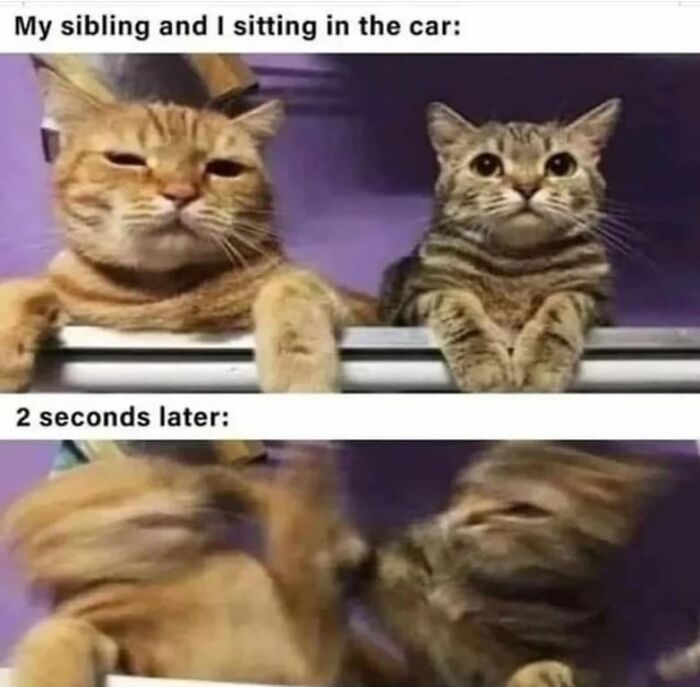 Two cats sitting calmly, then fighting, illustrating a sibling car ride, a blursed meme.