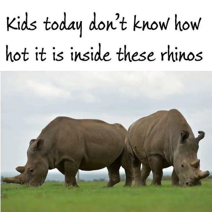 Two rhinos grazing in a field with text Kids today don't know how hot it is inside these rhinos, a blursed meme.