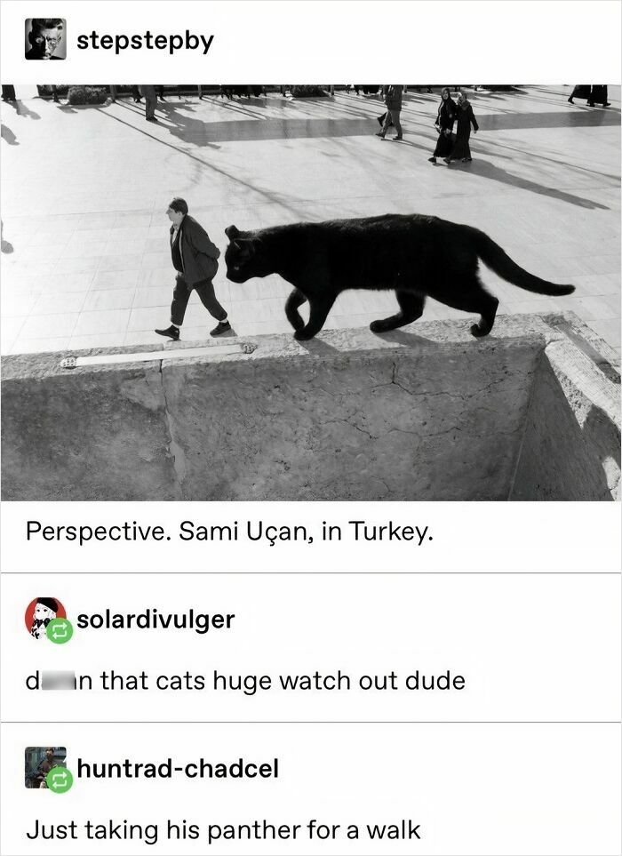 A Tumblr post showing a large cat due to perspective, delivering internet chaos with humor about a giant cat.