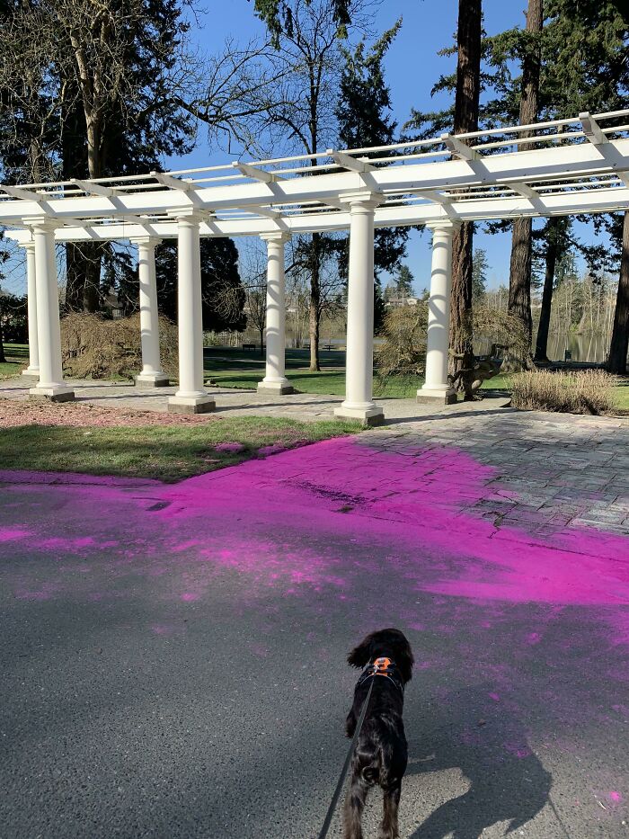 A black dog on a path covered in pink powder near a pergola, a consequence of Gender Reveal moments.